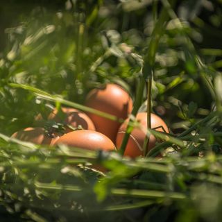 Kdo ho najde, ten ho má! 🥚 Veselé Velikonoce vám přejí naše krasavice! 🐓 #vejce #zlouky #volnyvybeh #freerange #bio...