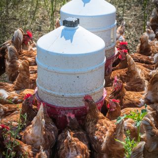 Konečně léto! 🐔🌞 Travička, žížaly, papání všeho druhu a samozřejmě nezbytné hašteření na louce může začít. 🐔 Je potřeba...