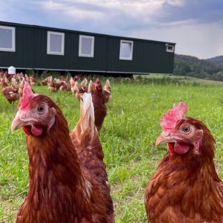 A je to tu, 🌞 vedro jako v peci! Náš 🐔 hotel je ovšem na horko připraven, máme tu altánek, pítko, můžeme se zašívat pod...